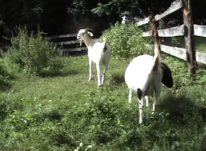 goats in bethany, CT